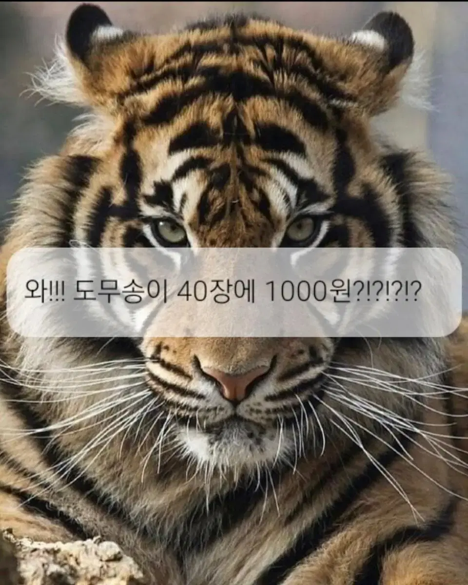 세븐틴 비공굿 판매합니다40장 1000원